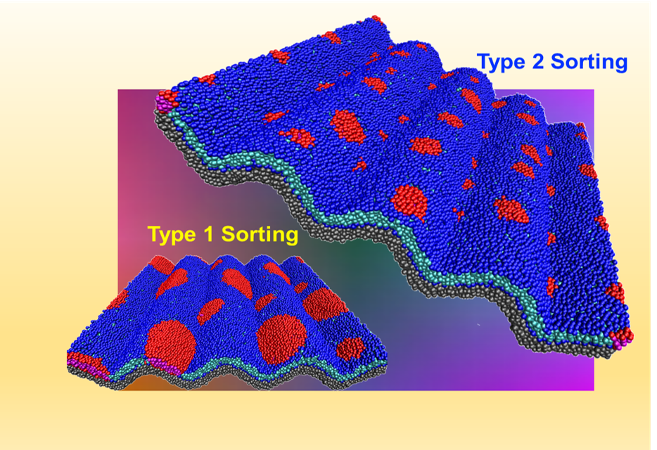 Topographically Nanostructured Lipid Membranes
