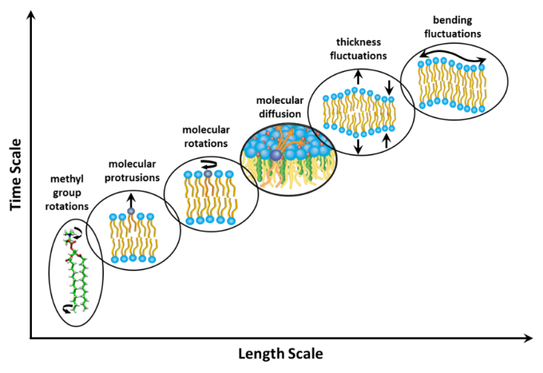 Nanoscale Structure and Dynamics in Biomimetic Lipid Membranes 