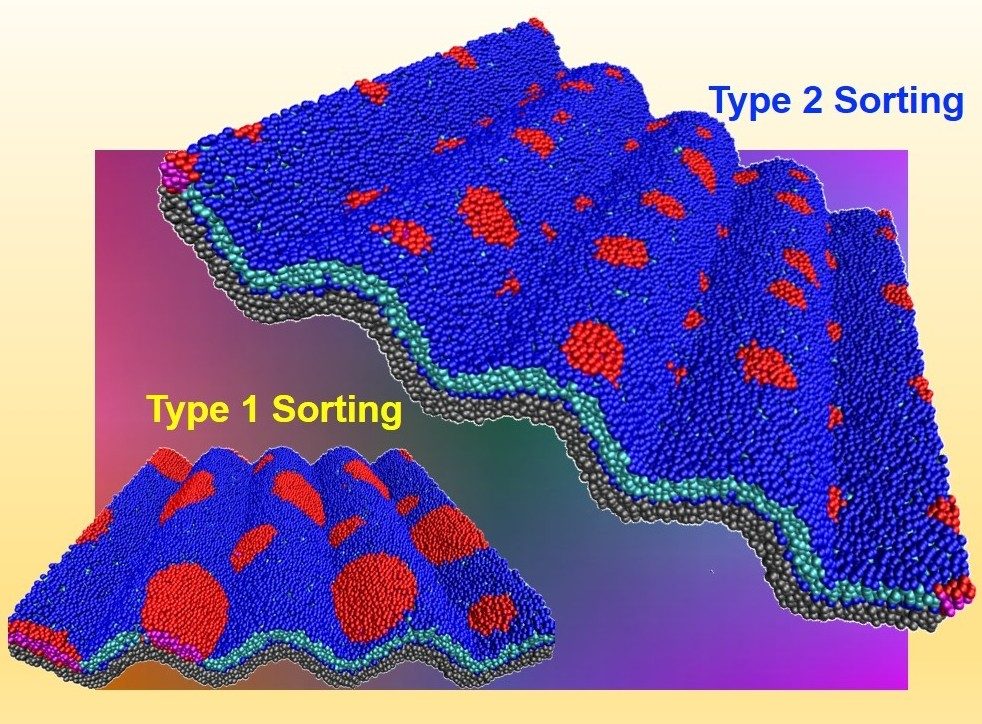 Soft Matter highlighted research performed at the Center for Nanophase Materials Sciences, Oak Ridge National Laboratory, in collaboration with the Nanoscale Biophysics and Soft Matter Lab of Prof. Ashkar at Virginia Tech. 